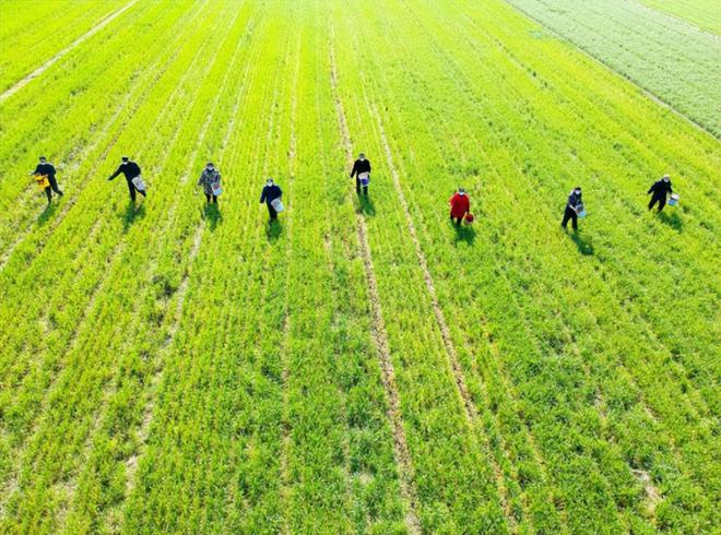 农业产业周报|京东、绿洲驼铃、天味食品、荃银高科最新动态